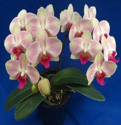 Buy Phal King Car Rosy Lips | Statement Indoor Plant