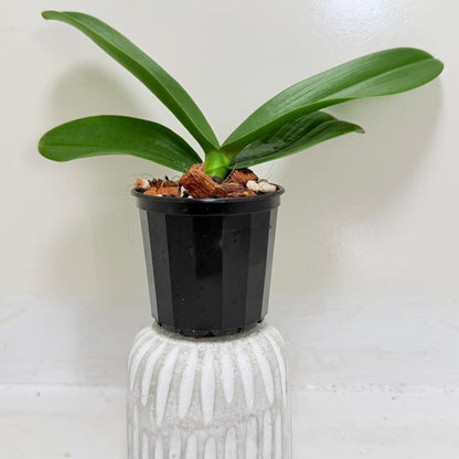 Buy Phal King Car Rosy Lips | Statement Indoor Plant