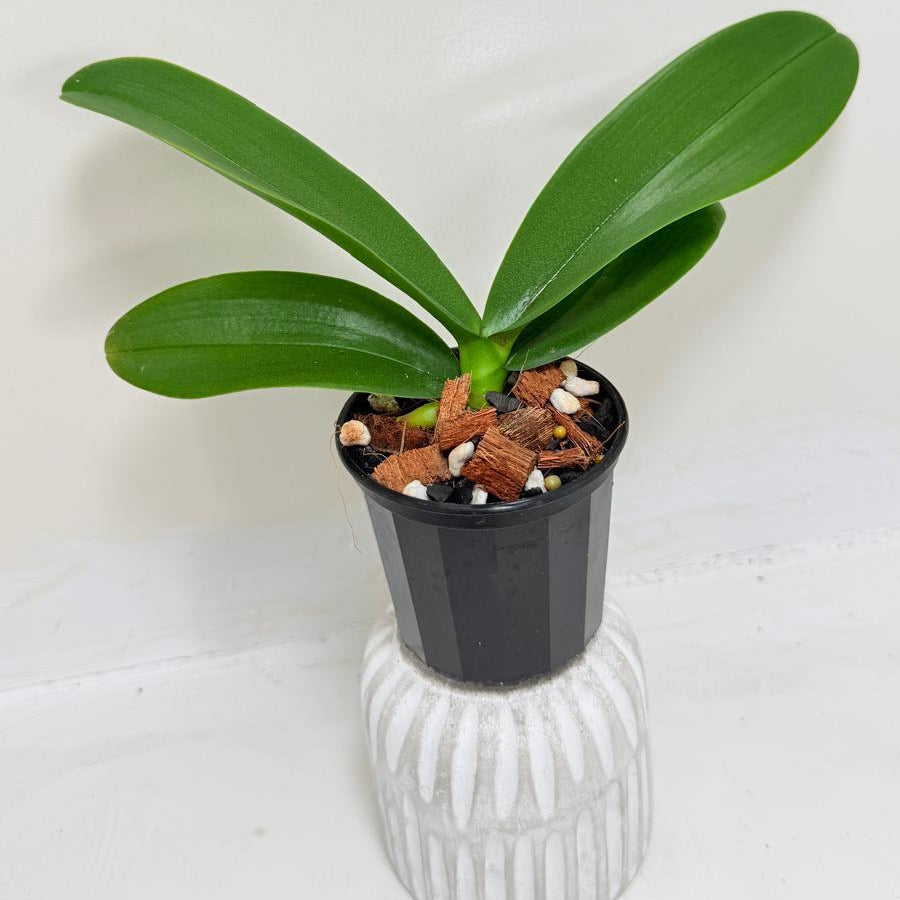 Buy Phal King Car Rosy Lips | Statement Indoor Plant