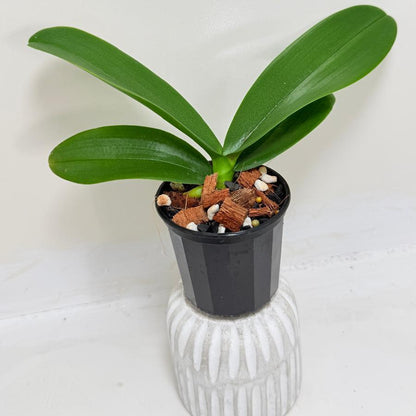 Buy Phal King Car Rosy Lips | Statement Indoor Plant
