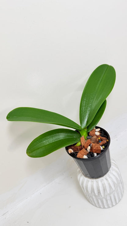 Buy Phal King Car Rosy Lips | Statement Indoor Plant