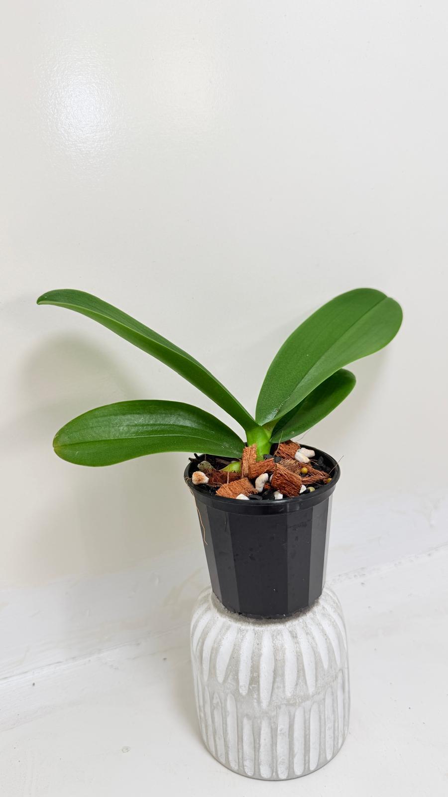 Buy Phal King Car Rosy Lips | Statement Indoor Plant