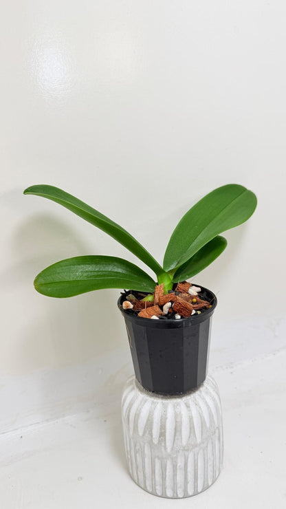 Buy Phal King Car Rosy Lips | Statement Indoor Plant