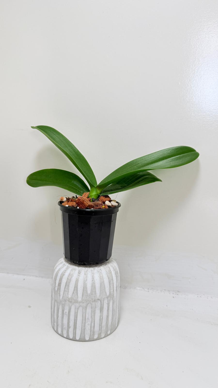 Buy Phal King Car Rosy Lips | Statement Indoor Plant