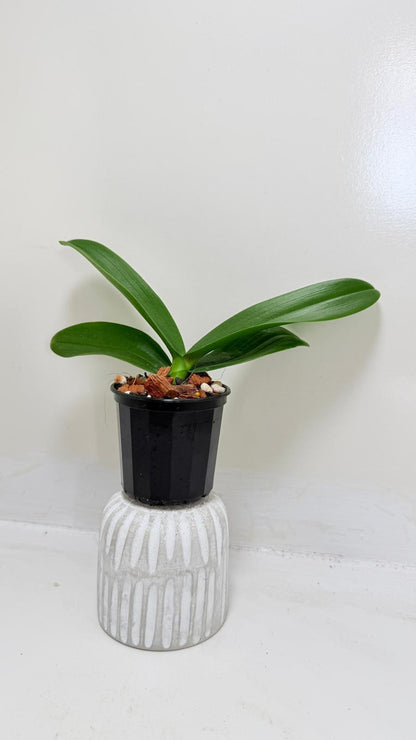 Buy Phal King Car Rosy Lips | Statement Indoor Plant