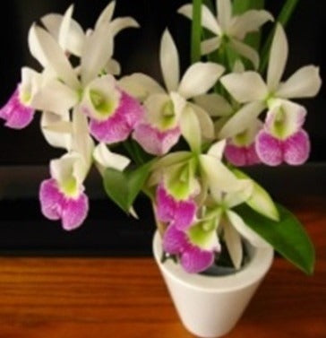 Buy Bl Hawaii Stars Only You | Indoor & Outdoor Plant