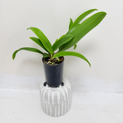 Buy Bl Hawaii Stars Only You | Indoor & Outdoor Plant