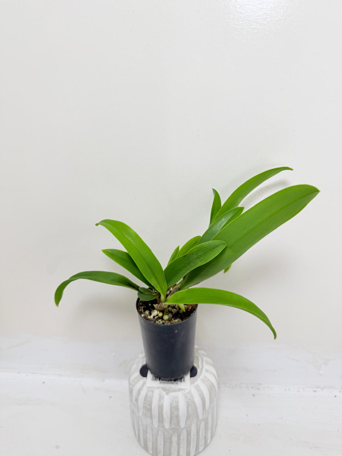 Buy Bl Hawaii Stars Only You | Indoor & Outdoor Plant