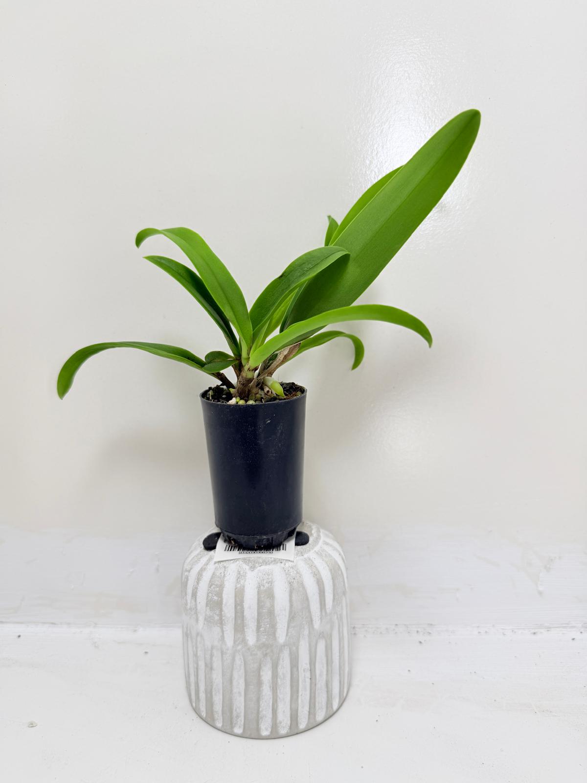 Buy Bl Hawaii Stars Only You | Indoor & Outdoor Plant