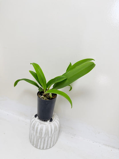 Buy Bl Hawaii Stars Only You | Indoor & Outdoor Plant