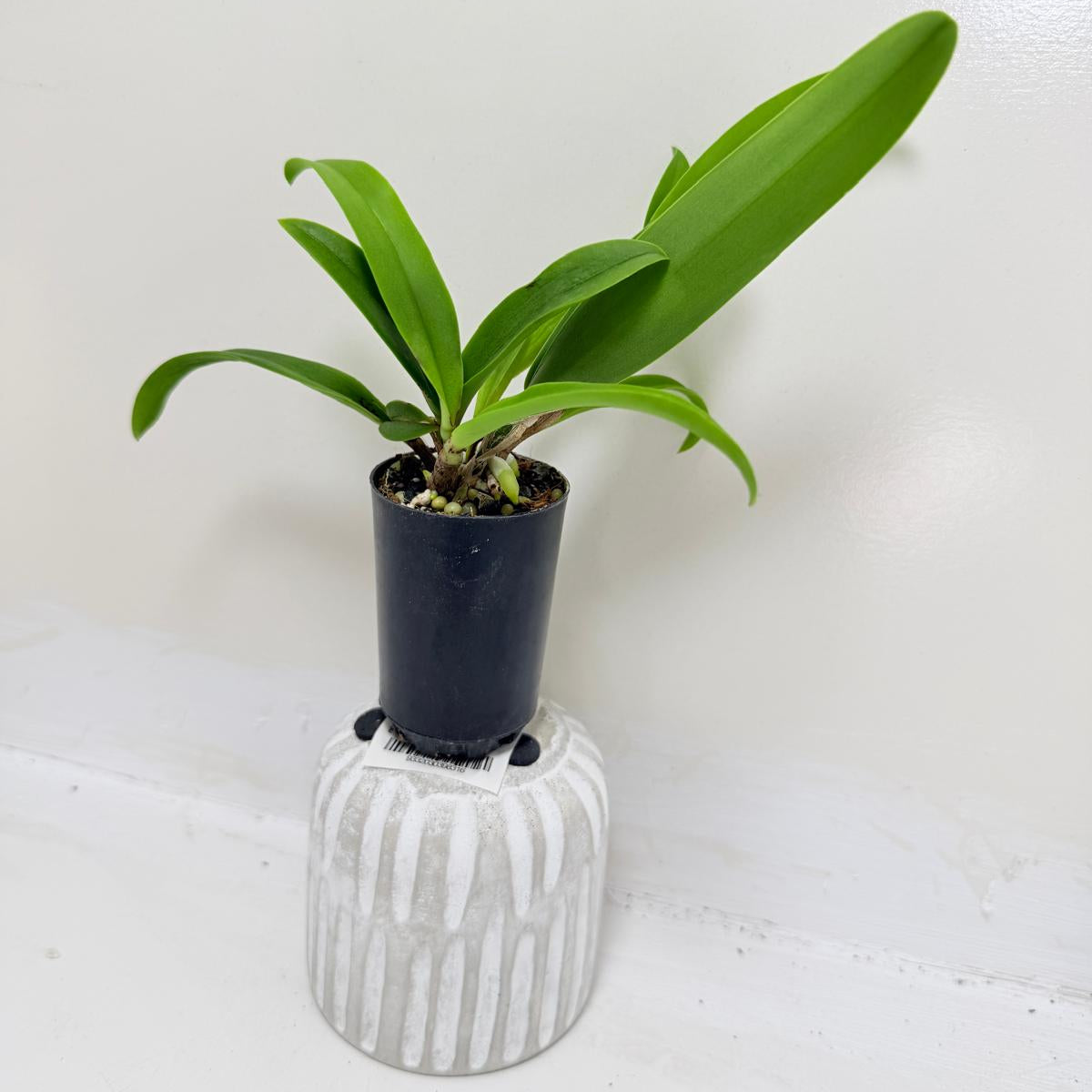 Buy Bl Hawaii Stars Only You | Indoor & Outdoor Plant