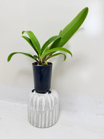 Buy Bl Hawaii Stars Only You | Indoor & Outdoor Plant