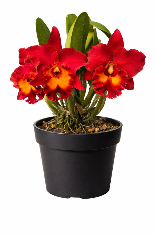 Buy Rlc Siam Red King Red Ocean | Rare & Exotic Plant