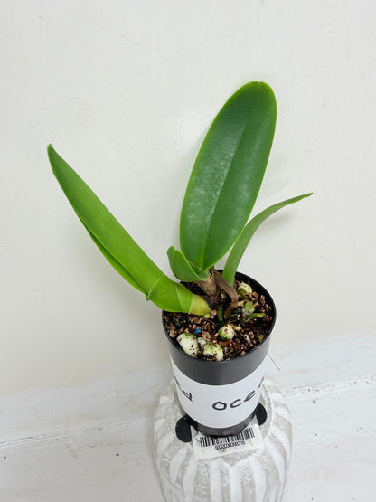 Buy Rlc Siam Red King Red Ocean | Rare & Exotic Plant