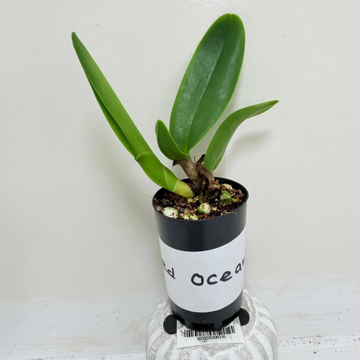 Buy Rlc Siam Red King Red Ocean | Rare & Exotic Plant