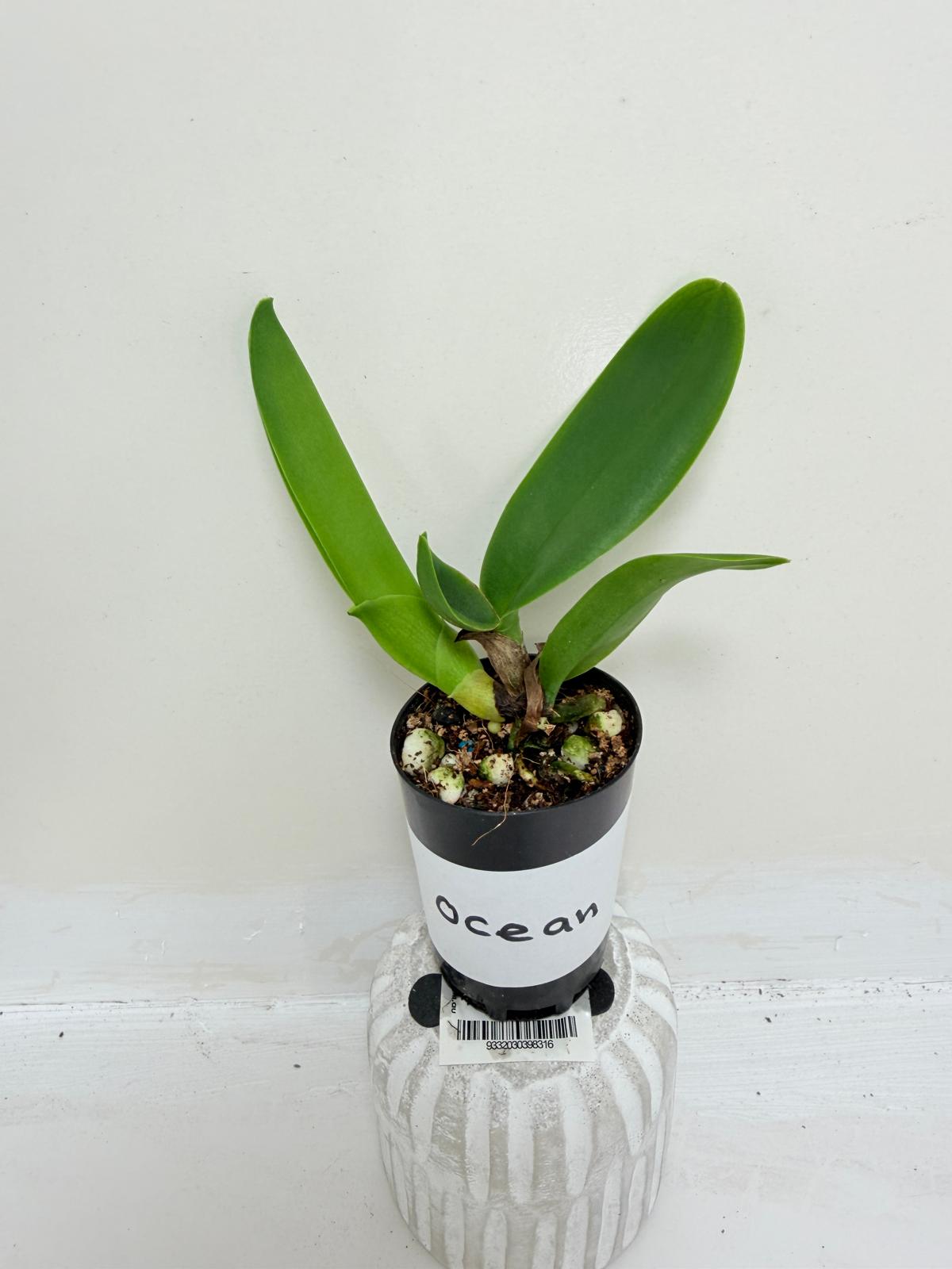 Buy Rlc Siam Red King Red Ocean | Rare & Exotic Plant