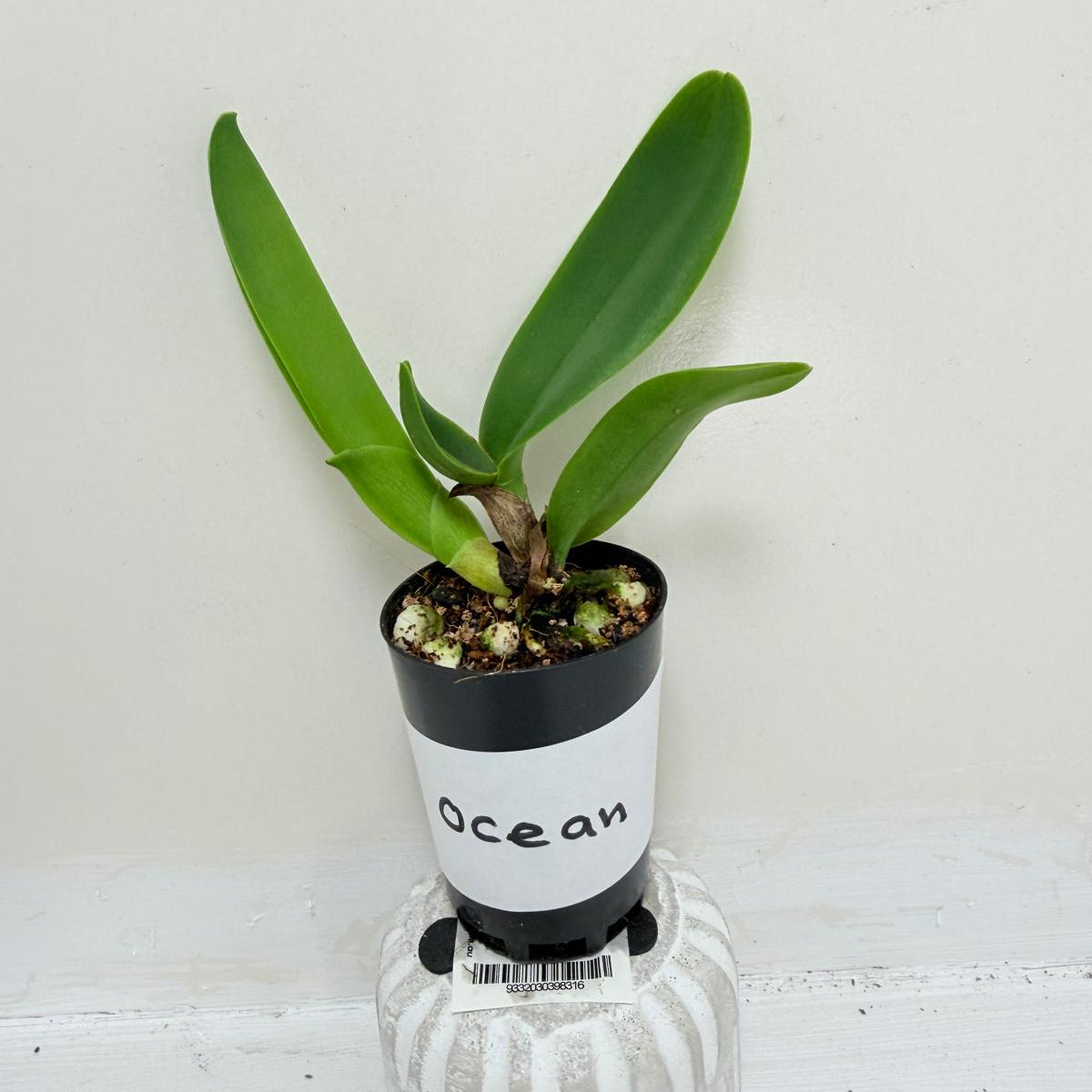 Buy Rlc Siam Red King Red Ocean | Rare & Exotic Plant