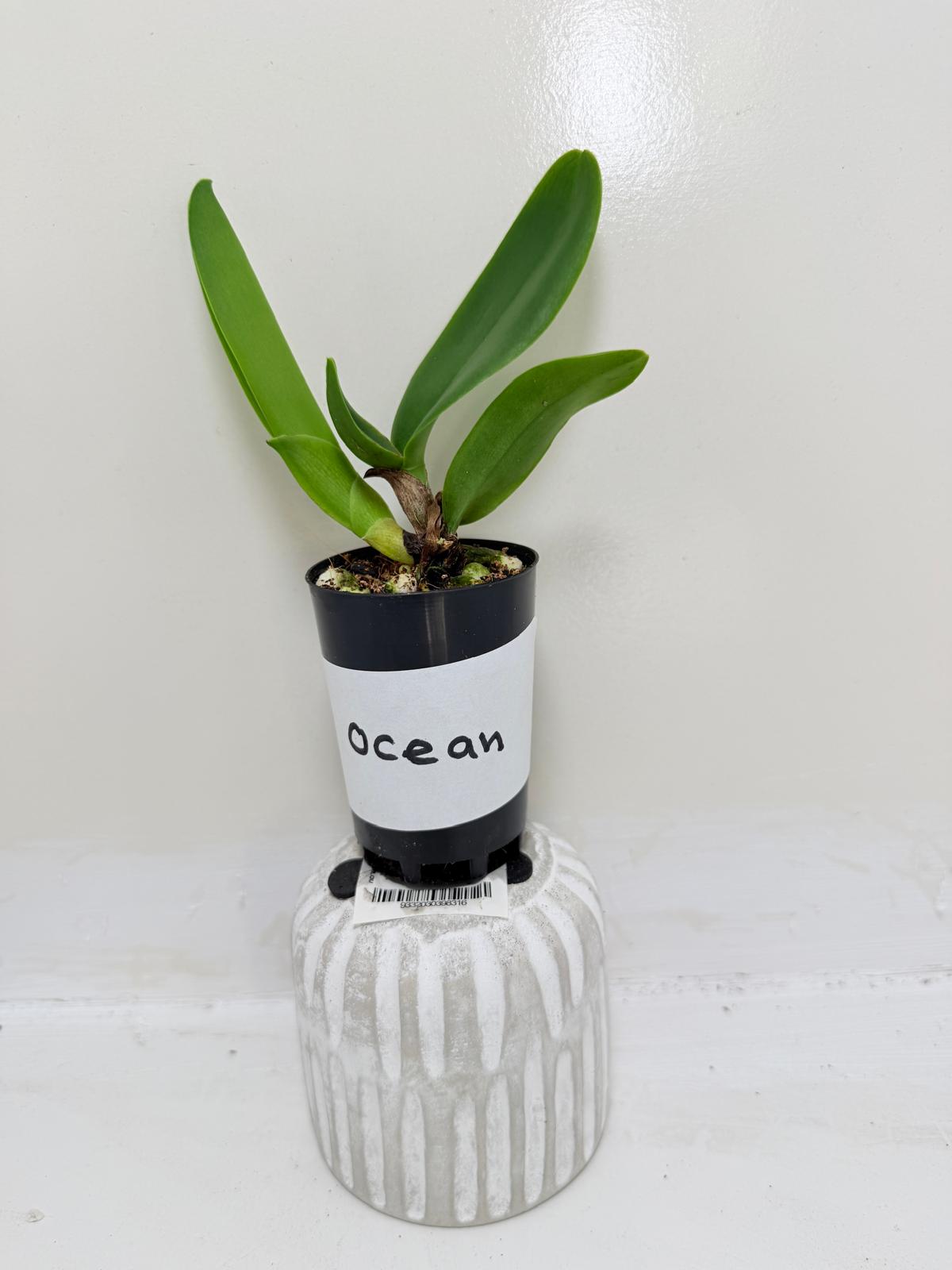 Buy Rlc Siam Red King Red Ocean | Rare & Exotic Plant