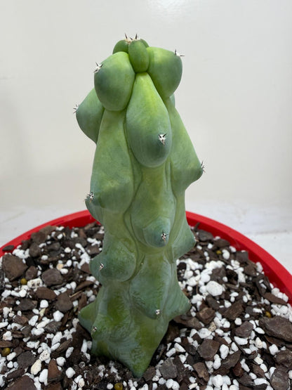 Myrtillocactus geometrizans fukurokuryuzinboku – Blue Boobs Cactus 190mm