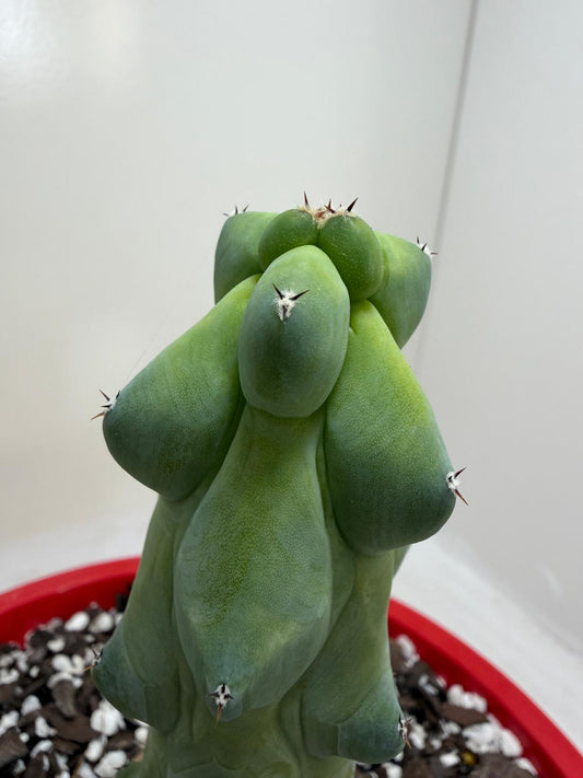 Myrtillocactus geometrizans fukurokuryuzinboku – Blue Boobs Cactus 190mm
