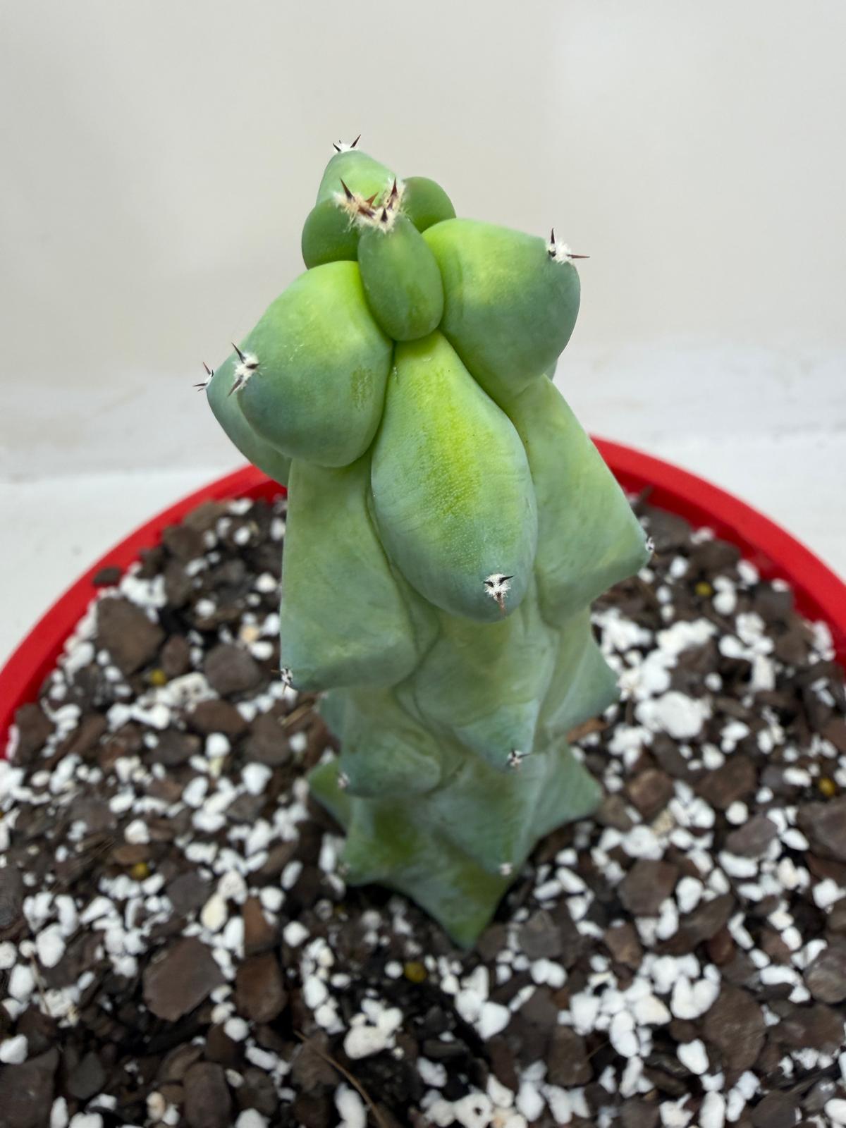 Myrtillocactus geometrizans fukurokuryuzinboku – Blue Boobs Cactus 190mm