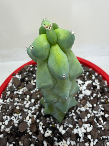 Myrtillocactus geometrizans fukurokuryuzinboku – Blue Boobs Cactus 190mm