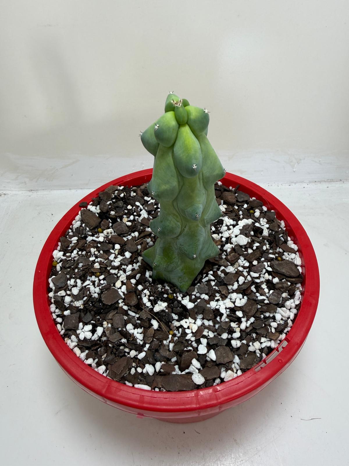 Myrtillocactus geometrizans fukurokuryuzinboku – Blue Boobs Cactus 190mm
