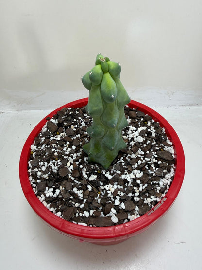 Myrtillocactus geometrizans fukurokuryuzinboku – Blue Boobs Cactus 190mm