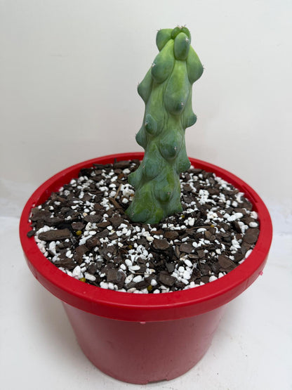 Myrtillocactus geometrizans fukurokuryuzinboku – Blue Boobs Cactus 190mm
