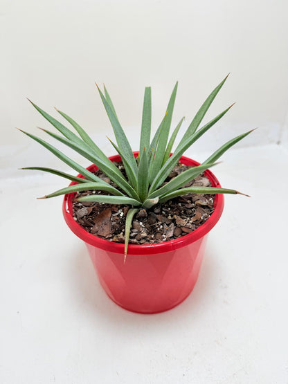 Buy Mangave Man of Steel | Succulent Hybrid|130mm