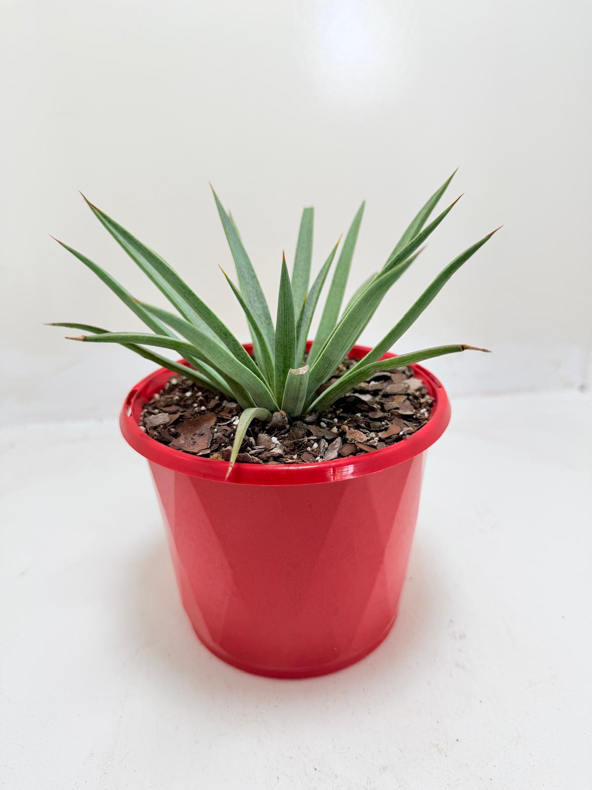 Buy Mangave Man of Steel | Succulent Hybrid|130mm