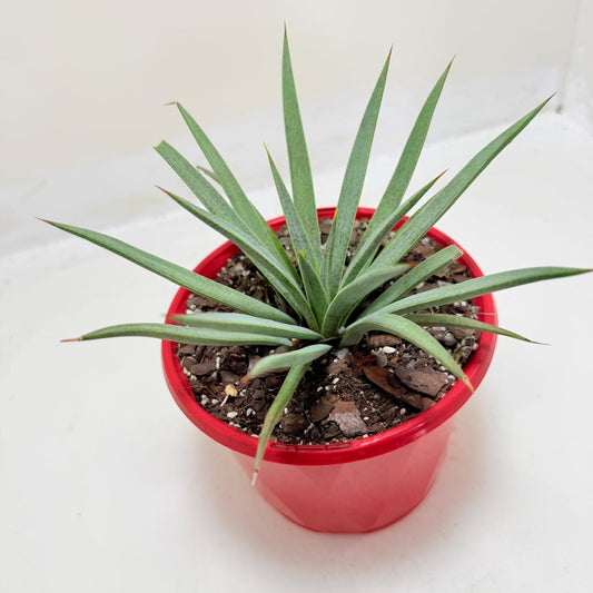 Buy Mangave Man of Steel | Succulent Hybrid|130mm