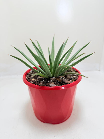 Buy Mangave Man of Steel | Succulent Hybrid|130mm