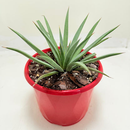Buy Mangave Man of Steel | Succulent Hybrid|130mm