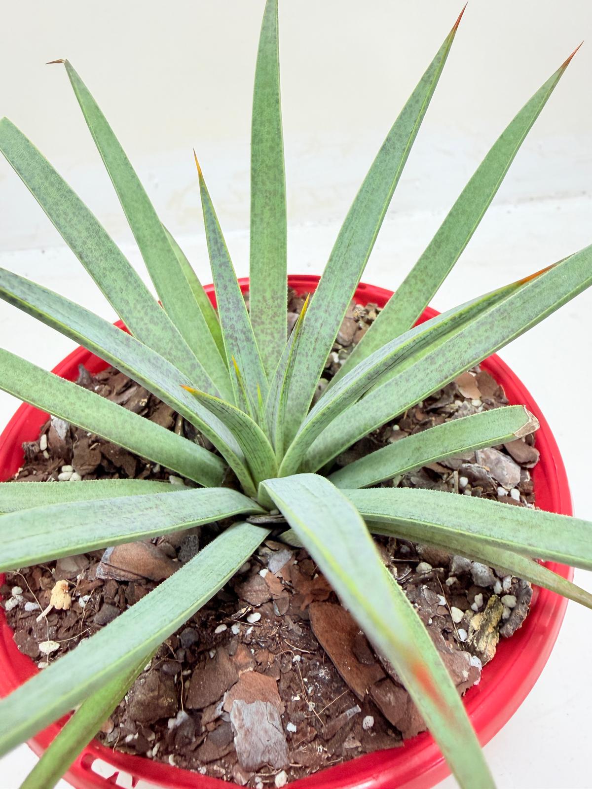 Buy Mangave Man of Steel | Succulent Hybrid|130mm