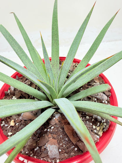 Buy Mangave Man of Steel | Succulent Hybrid|130mm