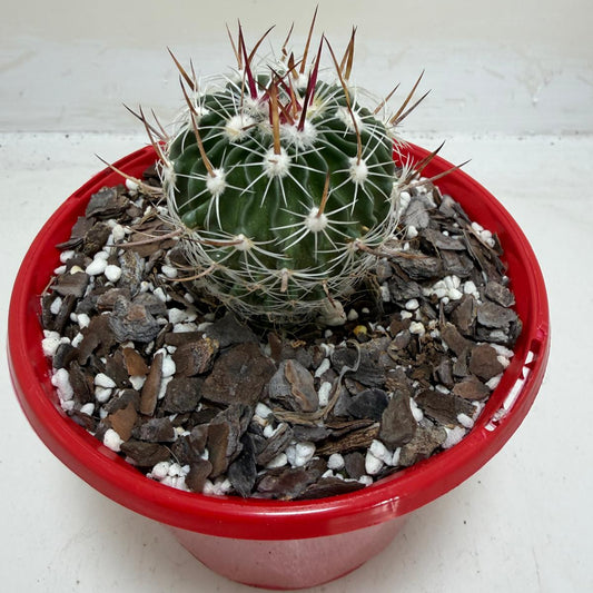Buy Echinofossulocactus Vaupelianus | Cactus|130mm