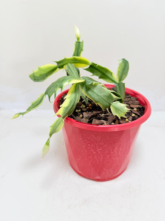 Buy Variegated Zygo Cactus | Rare & Exotic Plant