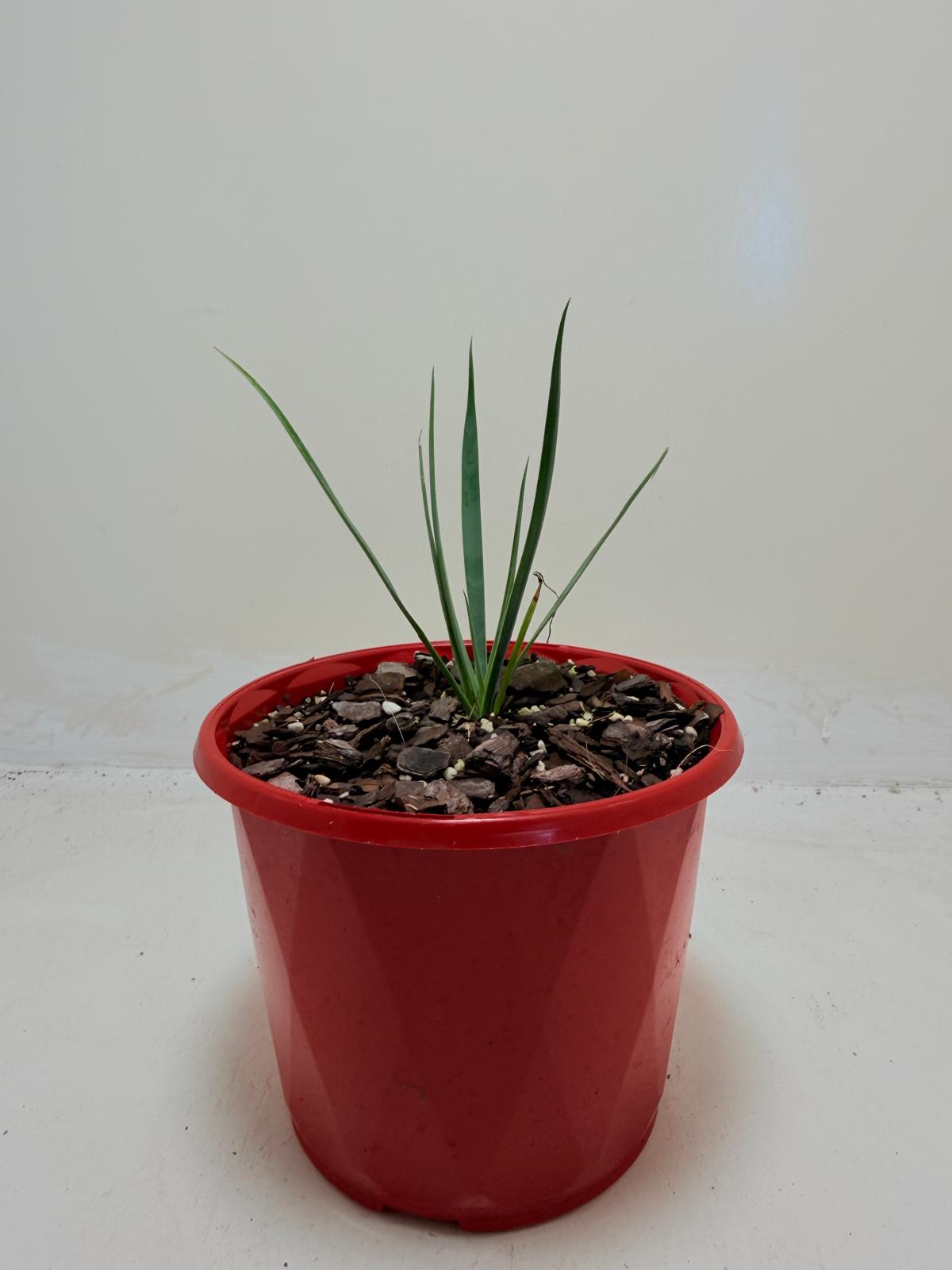 Buy Yucca rostrata Blue Silver | Outdoor Feature Plant