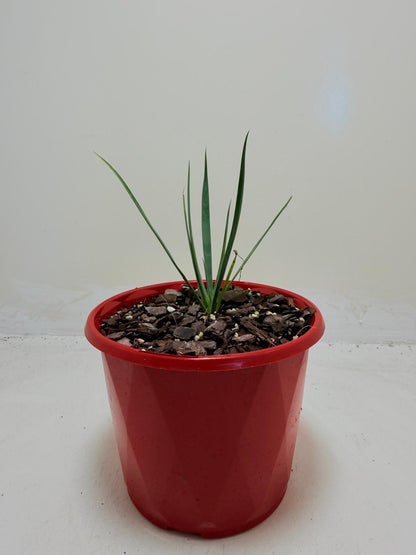 Buy Yucca rostrata Blue Silver | Outdoor Feature Plant