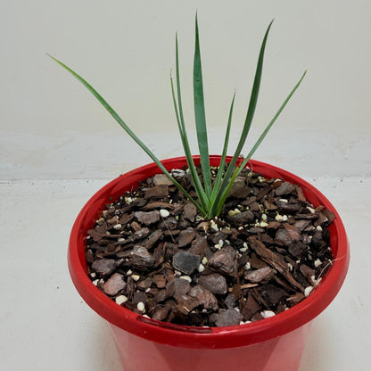 Buy Yucca rostrata Blue Silver | Outdoor Feature Plant