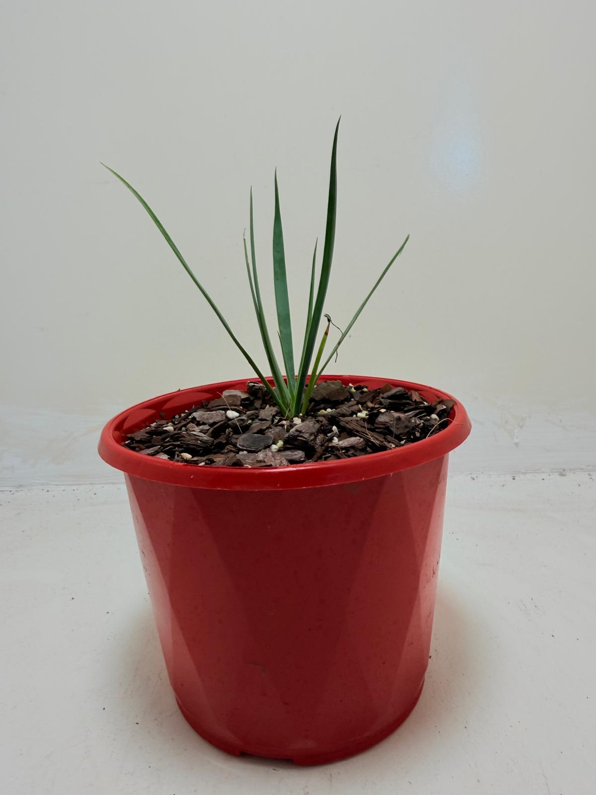 Buy Yucca rostrata Blue Silver | Outdoor Feature Plant