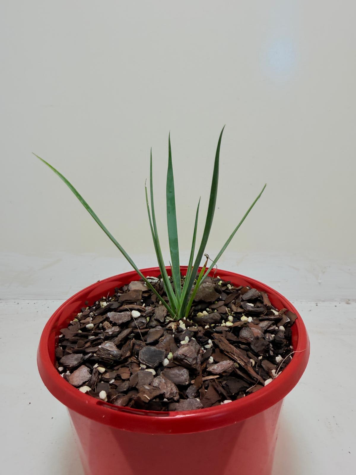 Buy Yucca rostrata Blue Silver | Outdoor Feature Plant