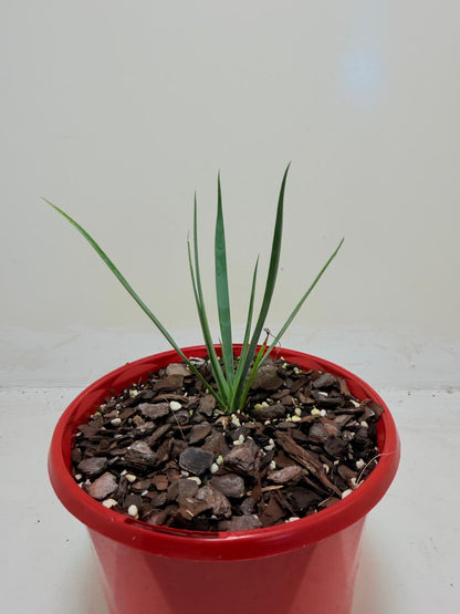 Buy Yucca rostrata Blue Silver | Outdoor Feature Plant
