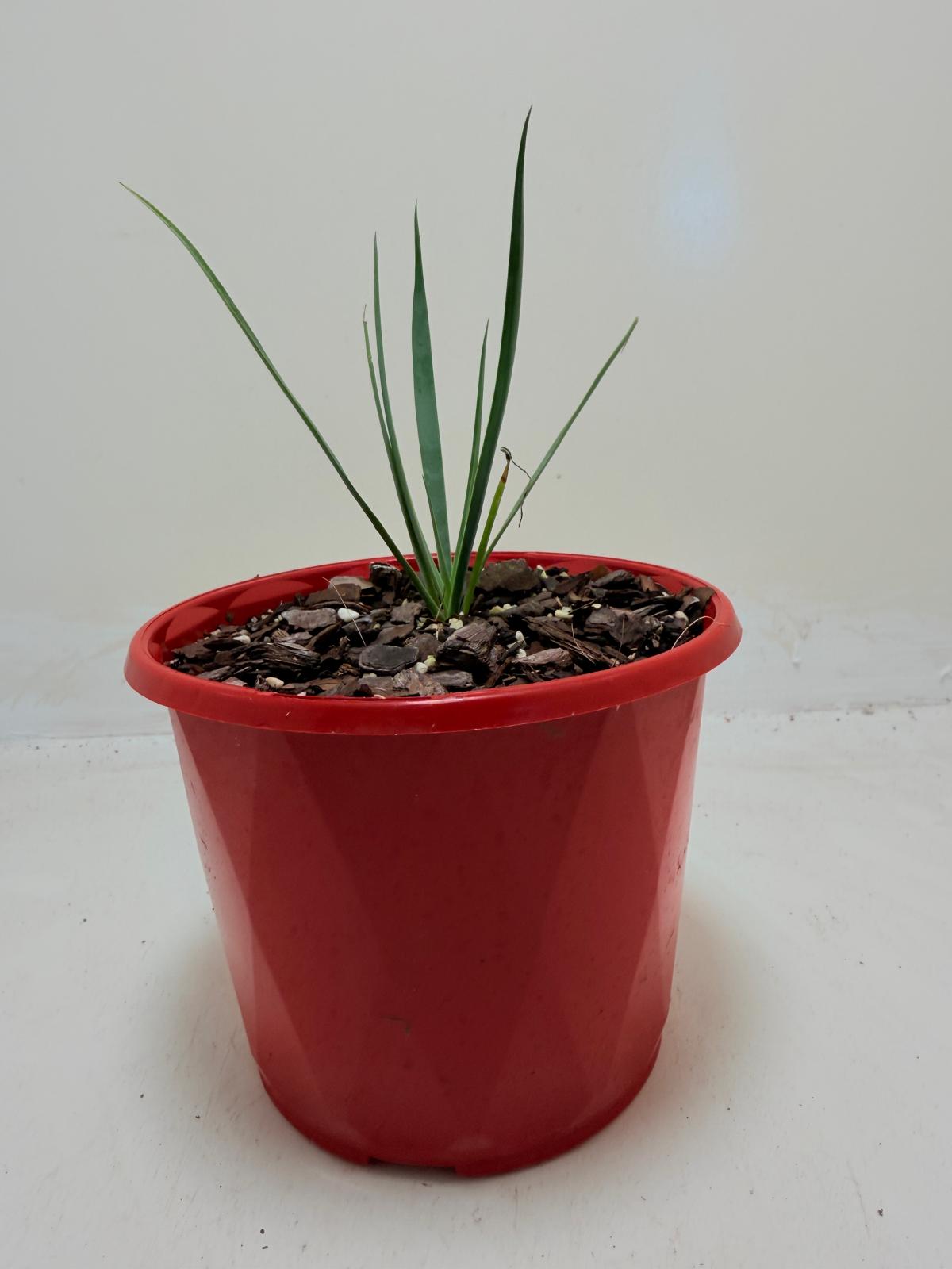 Buy Yucca rostrata Blue Silver | Outdoor Feature Plant