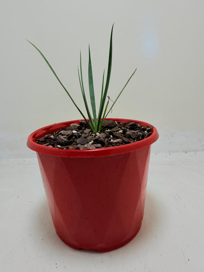 Buy Yucca rostrata Blue Silver | Outdoor Feature Plant