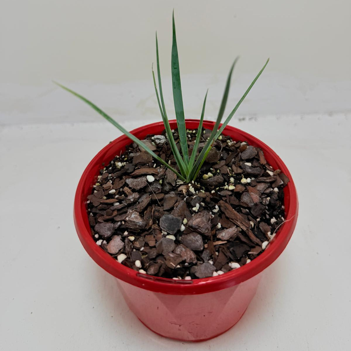 Buy Yucca rostrata Blue Silver | Outdoor Feature Plant