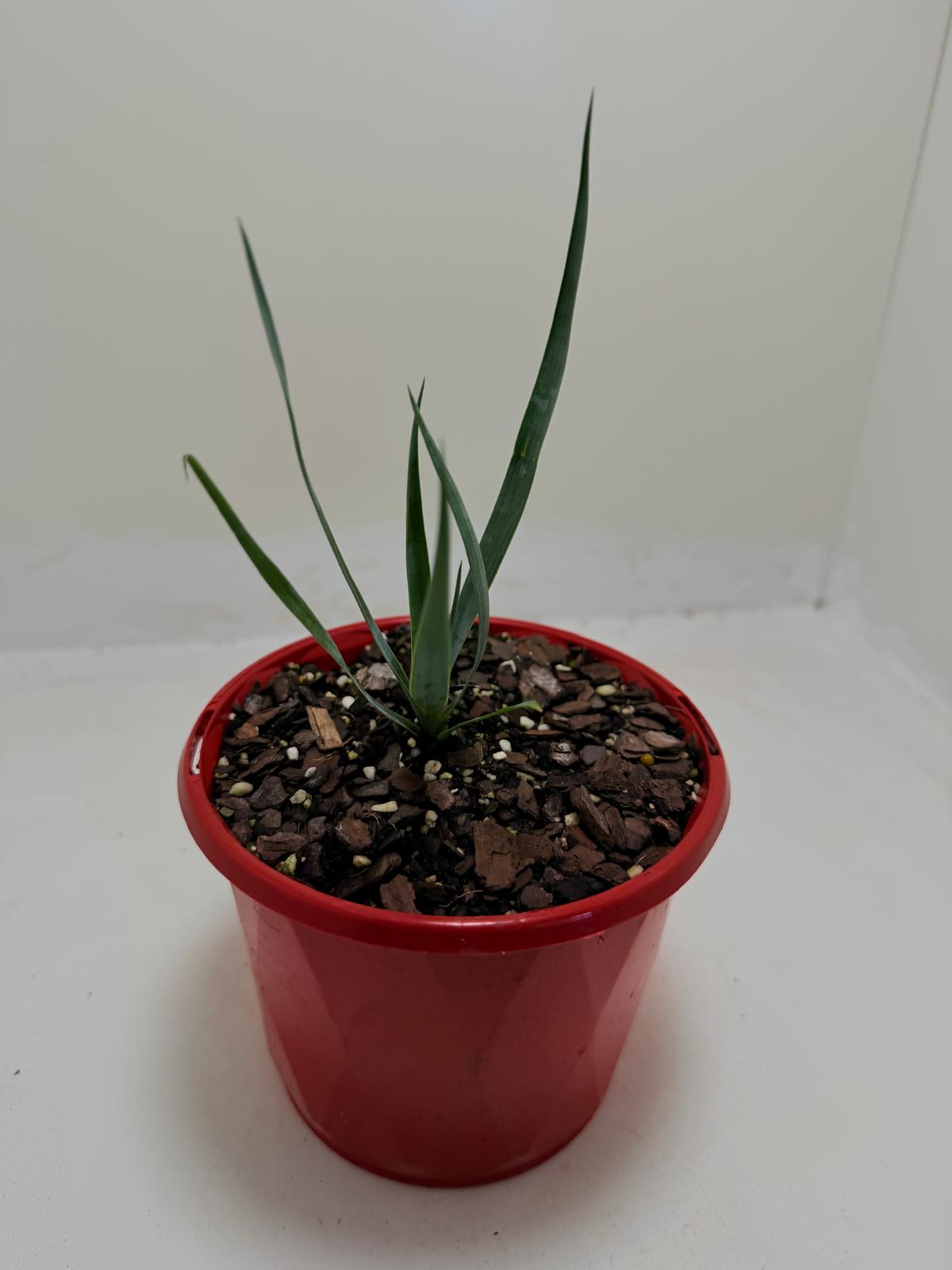 Buy Yucca rostrata Grey Green | Outdoor Feature Plant