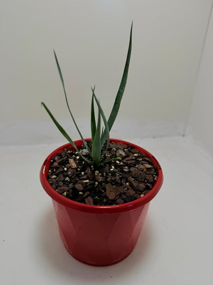 Buy Yucca rostrata Grey Green | Outdoor Feature Plant