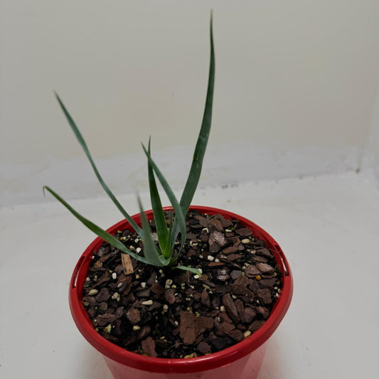 Buy Yucca rostrata Grey Green | Outdoor Feature Plant
